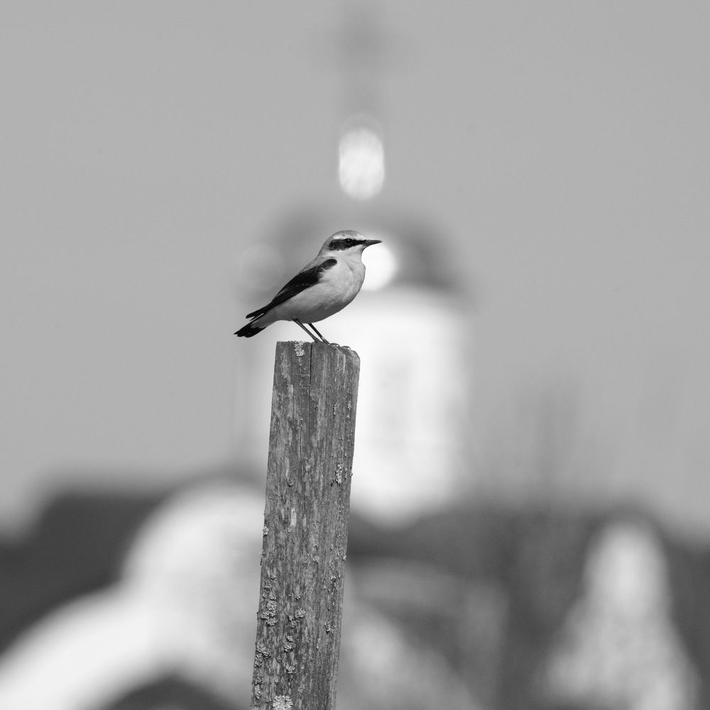 Photograph by Дмитрий Дрозд