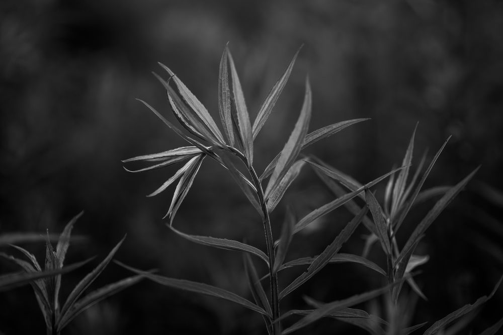 Photograph by Анна Бобкова