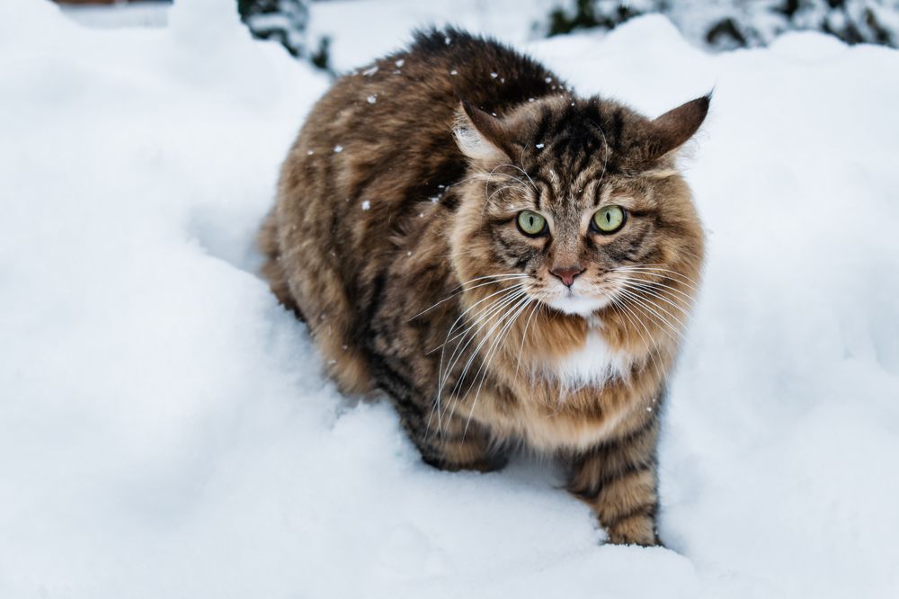 Photograph by Галина Ноздрина