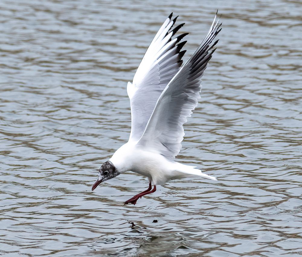 Chroicocephalus ridibundus