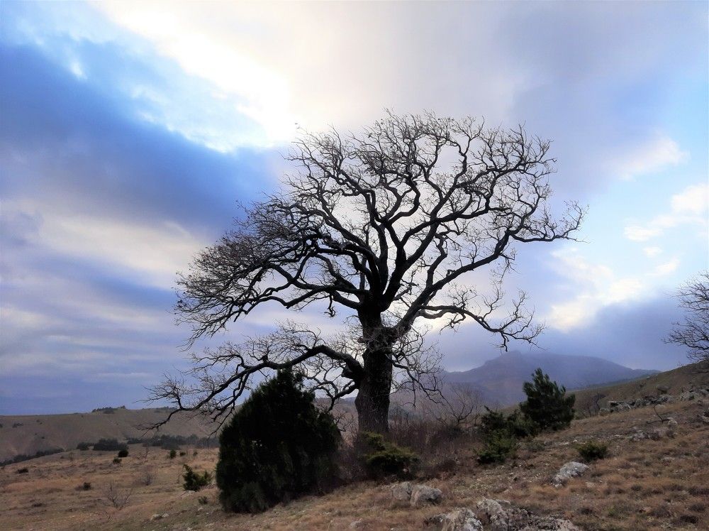 Одинокое дерево, Горный массив Эчки-Даг
