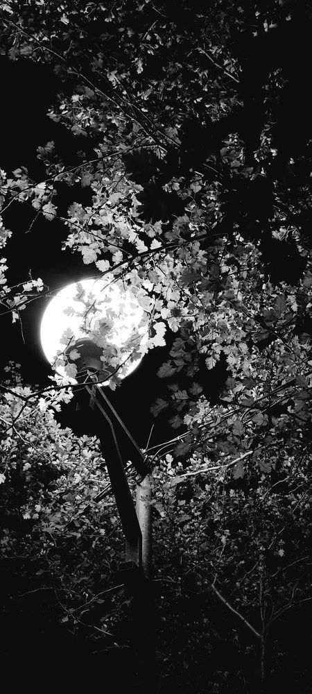 Photograph by E C