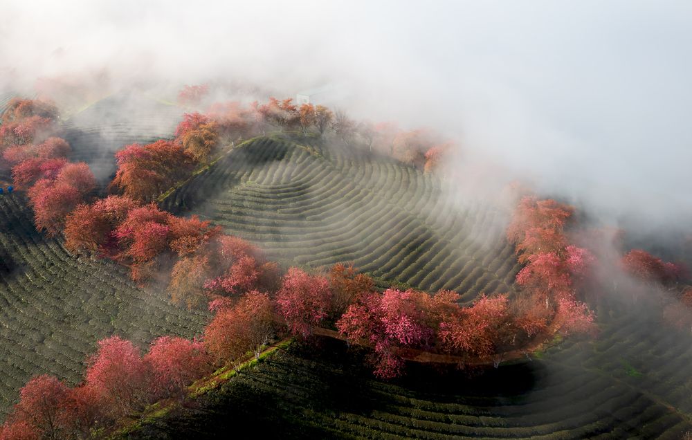 Photograph by Hanh P. T. Pham