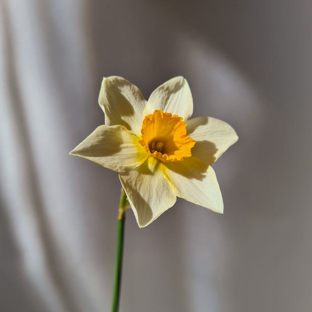 Фотография автора Ирина Дашевская