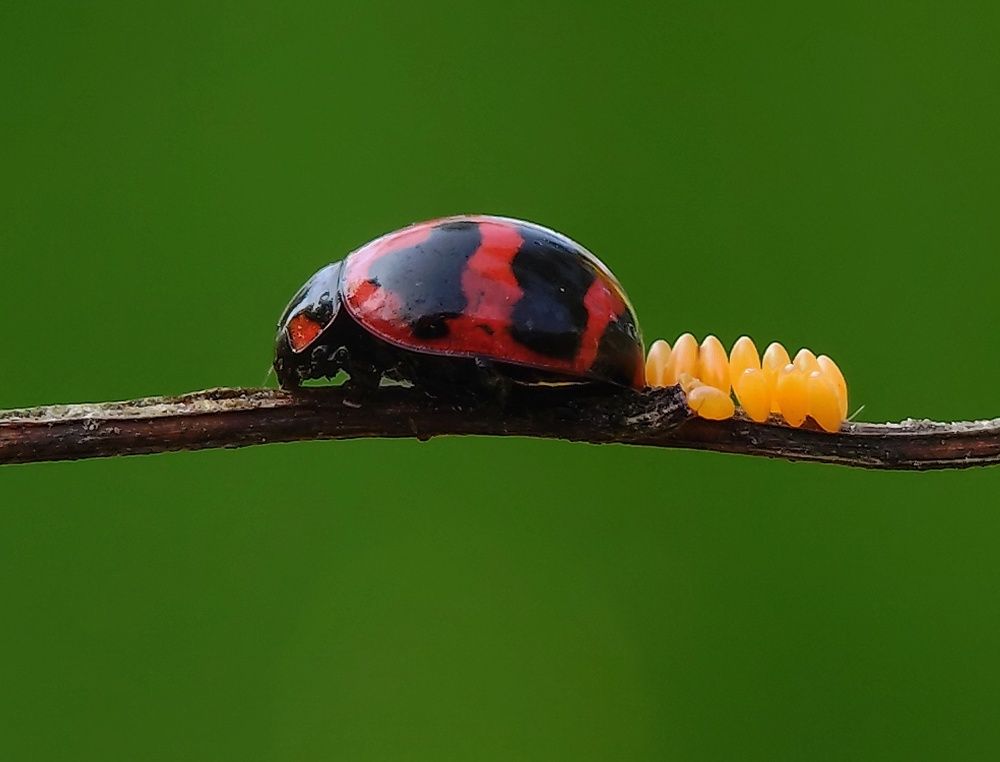 Ladybugs.......