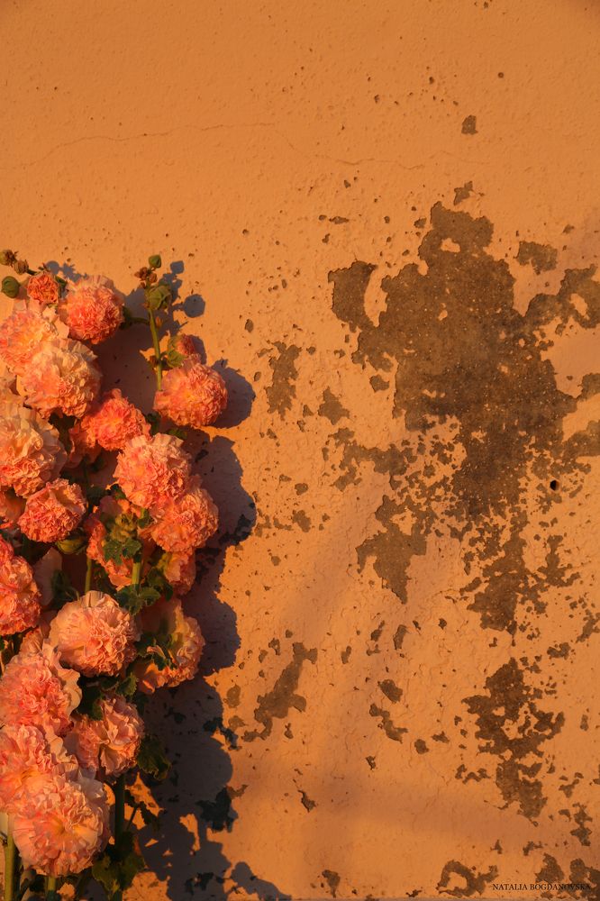 Фотография автора Natalia Bogdanovska
