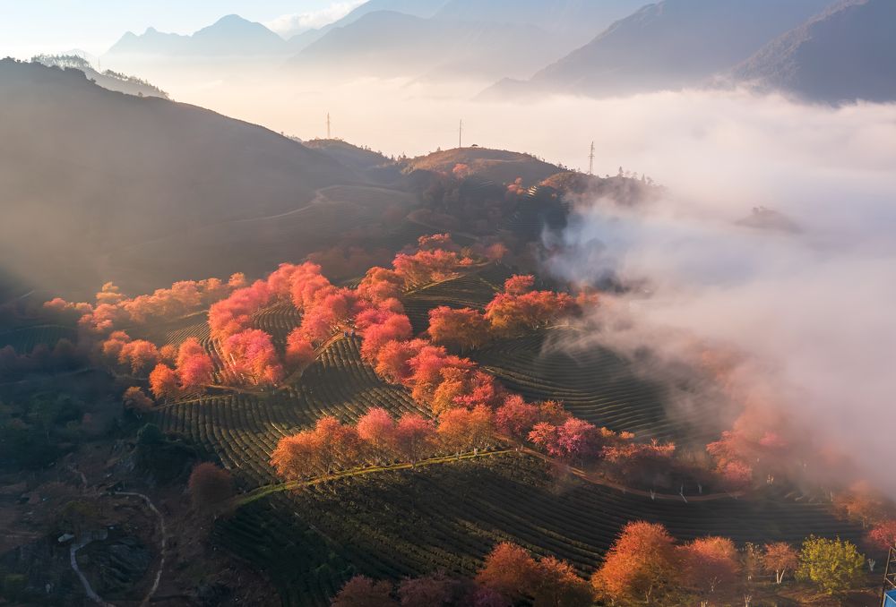 Photograph by Hanh P. T. Pham