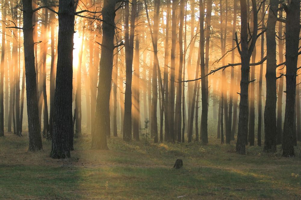 Заповедный лес