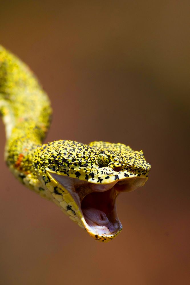 Bothriechis schlegelii (vibora de pestañas)