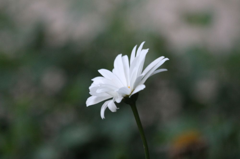 Photograph by Галина Петрушенко