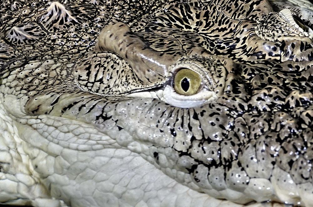 Фотография автора Алексей Голоушкин