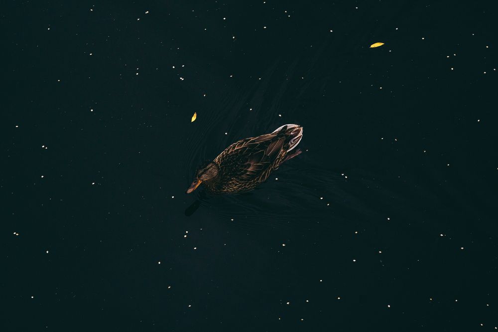 Фотография автора Марина Кожемякина