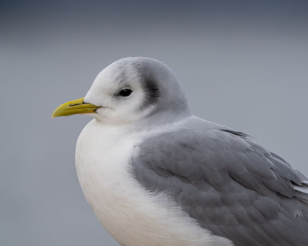 Фотография автора Инна Субботина