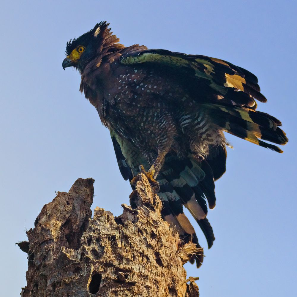 Crested Serpent Eagle