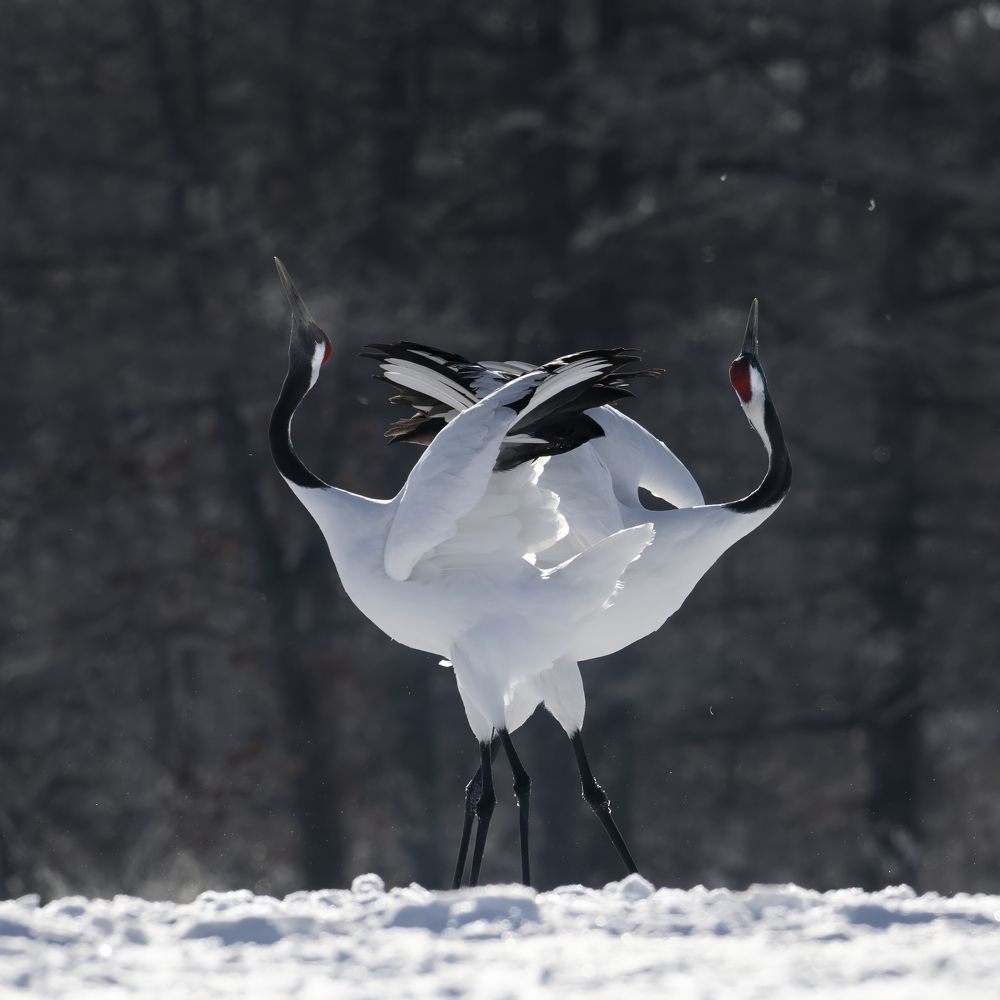 Танец японских журавлей