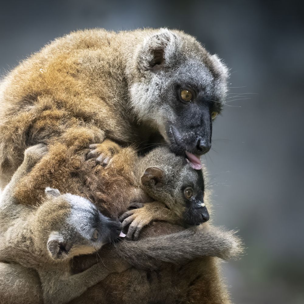 Дружная семейка