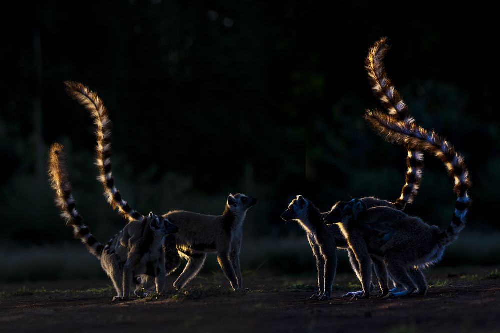 Полосатые маки