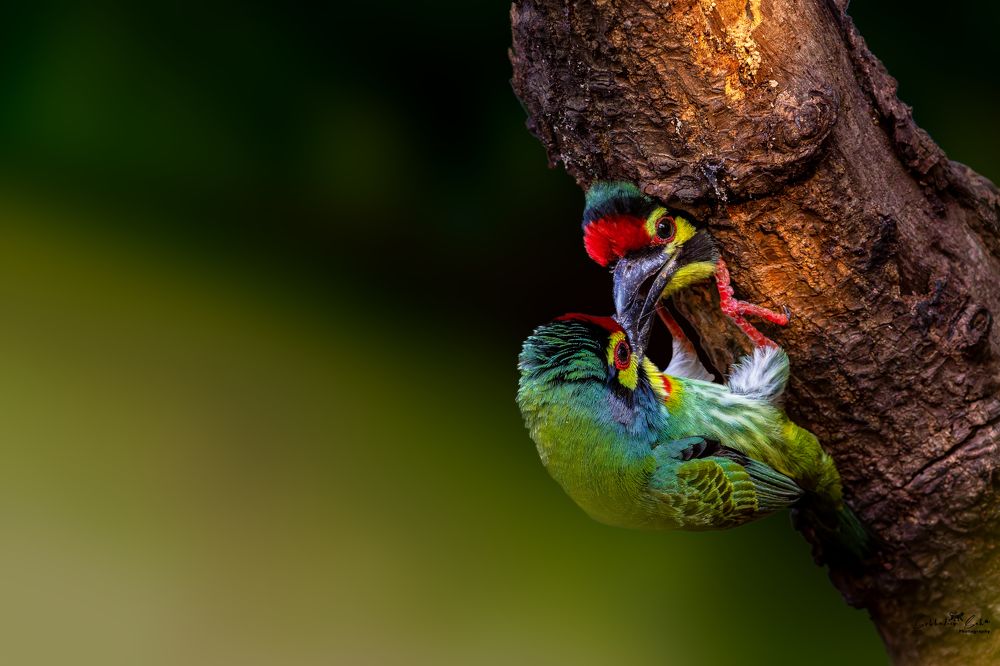 Photograph by Subhadeep Saha