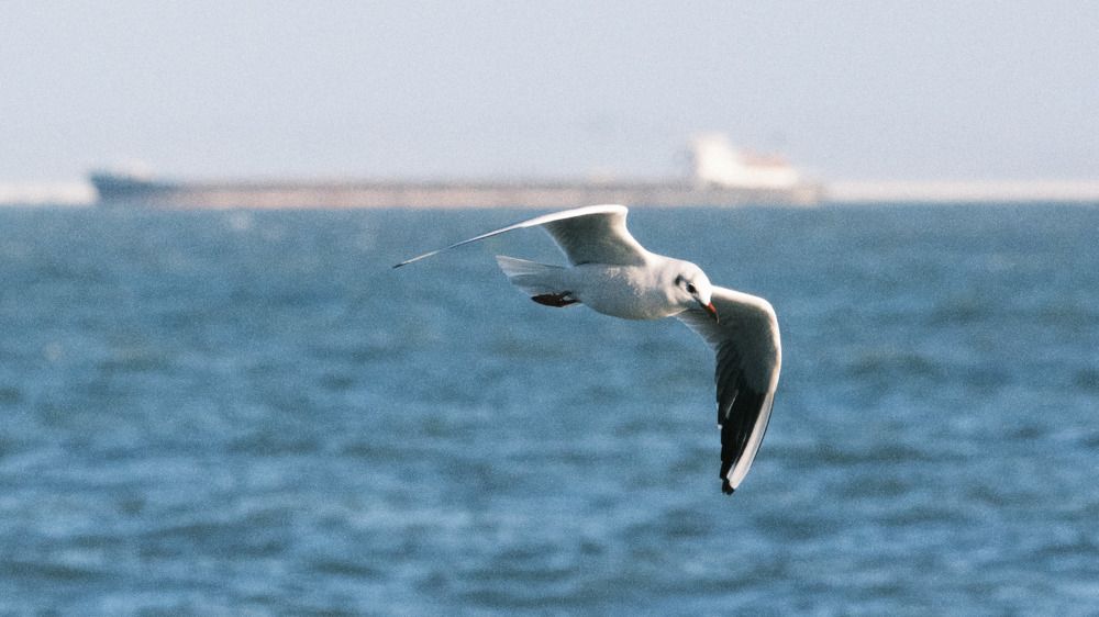 Photograph by Михаил Нестеренко