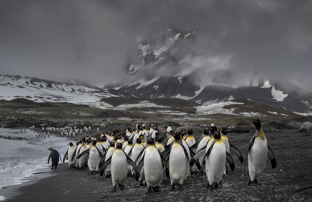 Королевским строем