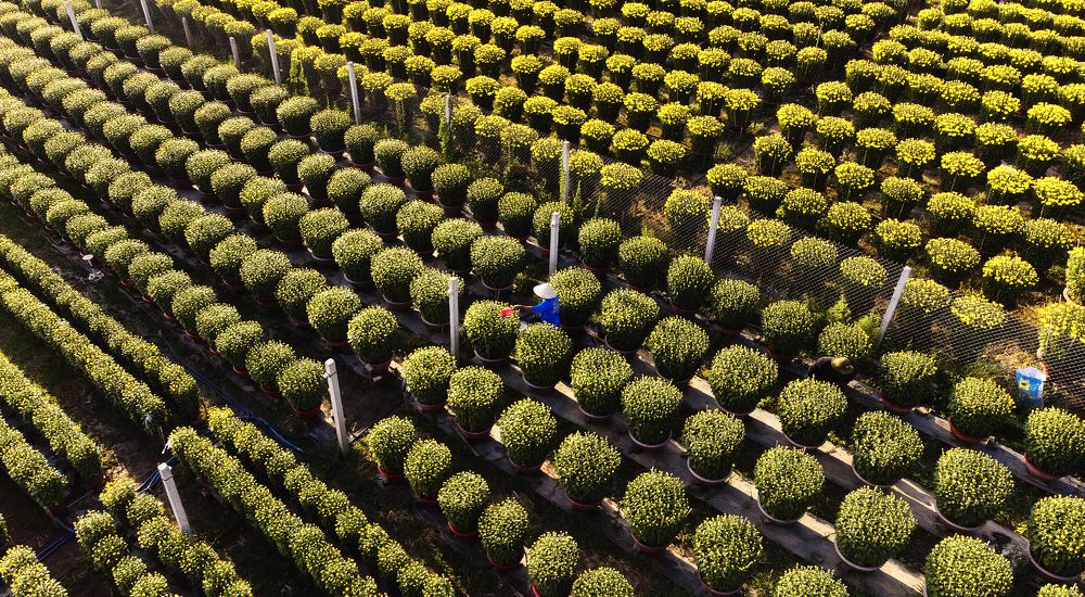 Photograph by Phúc Đoan Nguyễn