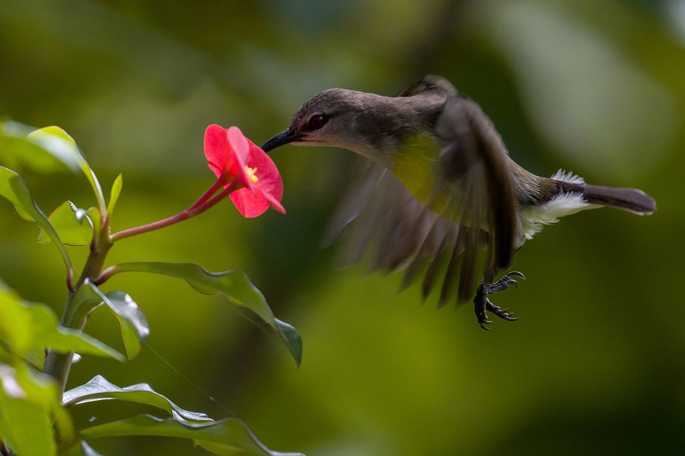 Photograph by Chamara Sulakkhana Polwatta Siriyalage