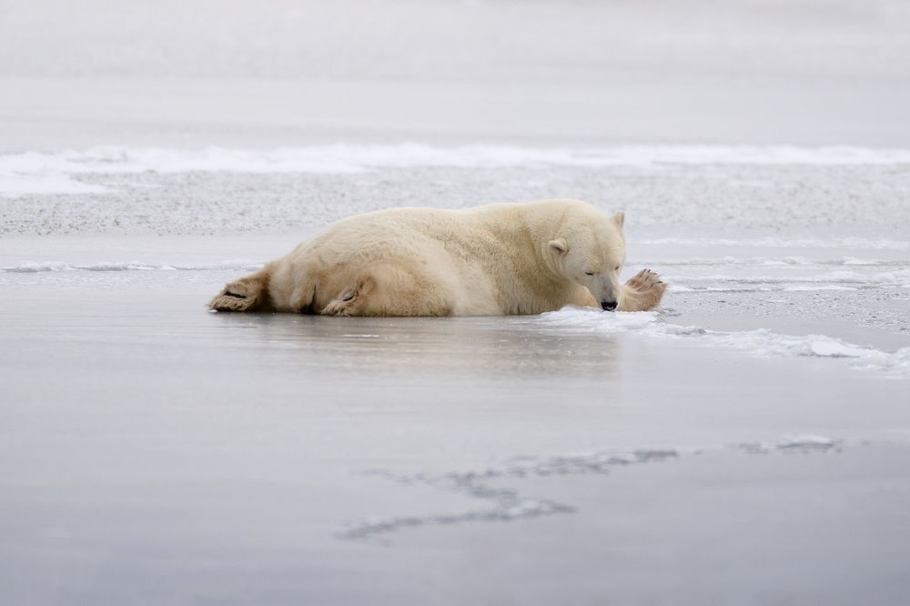Polar bears in Canada