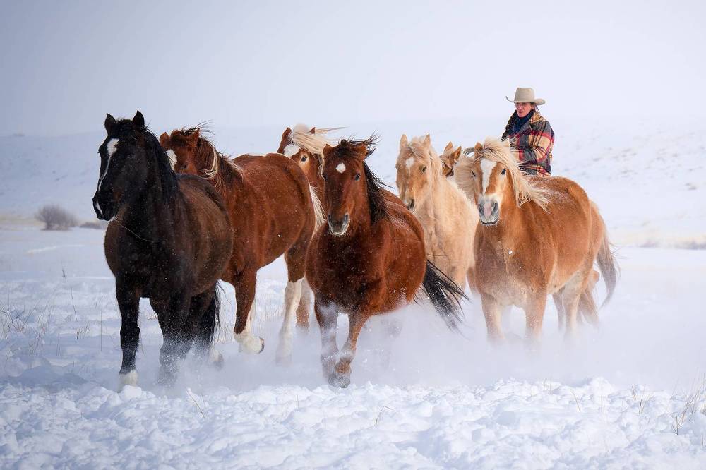 Horses and cowboys in snow