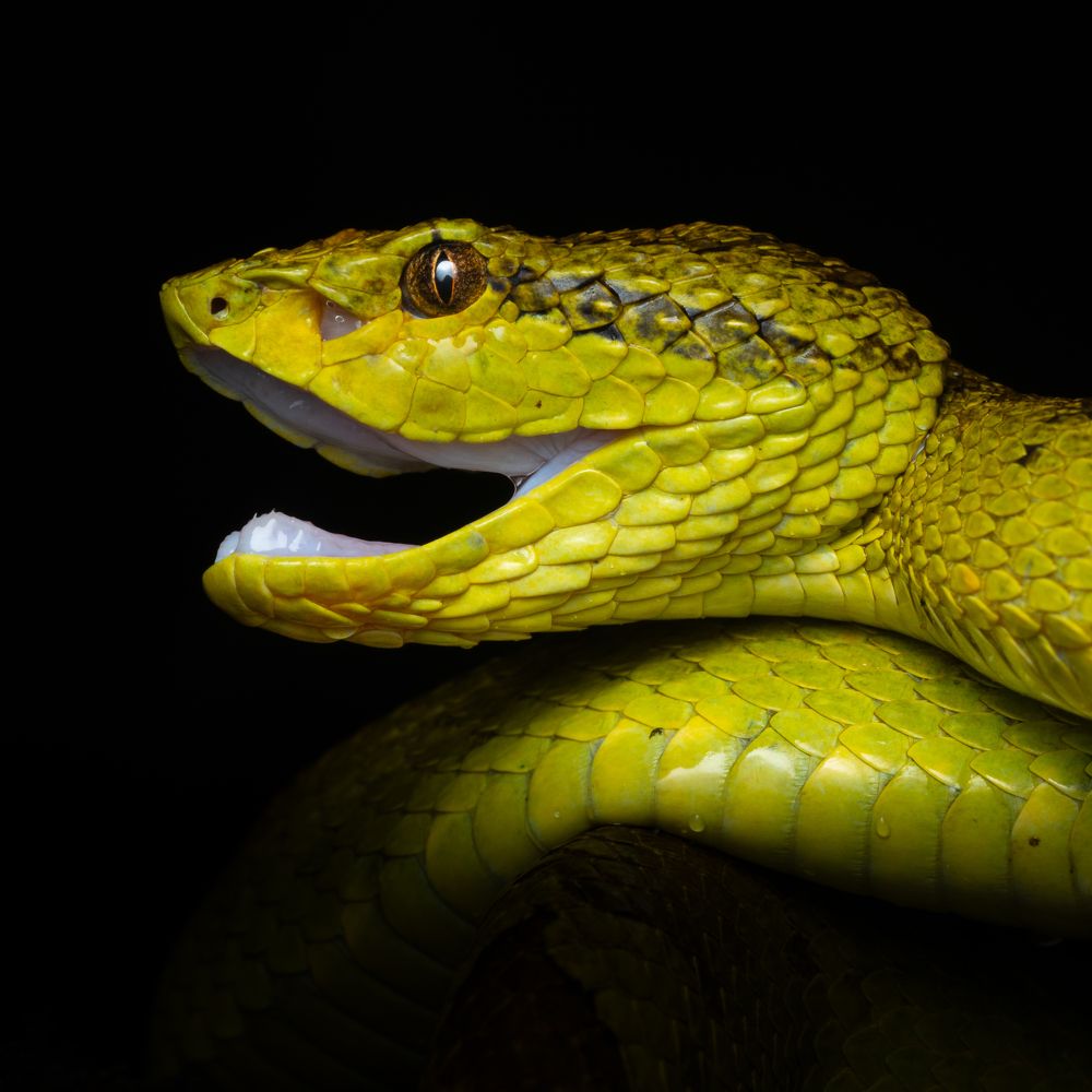 Фотография автора Debabrata Bagchi