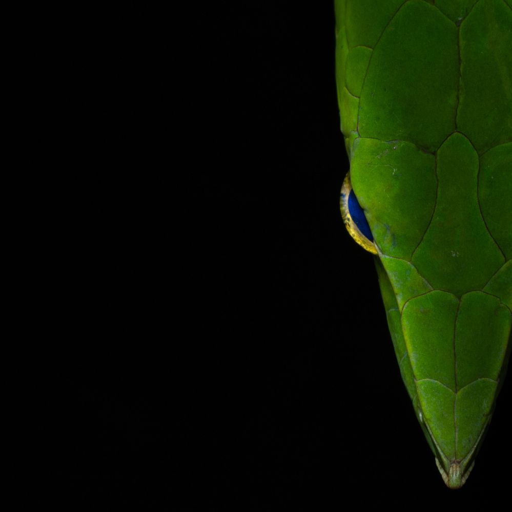 Фотография автора Debabrata Bagchi