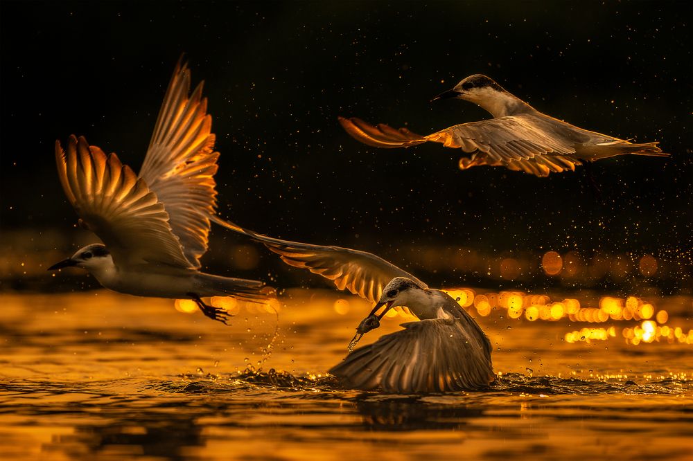 Photograph by Sharad Mansharamani