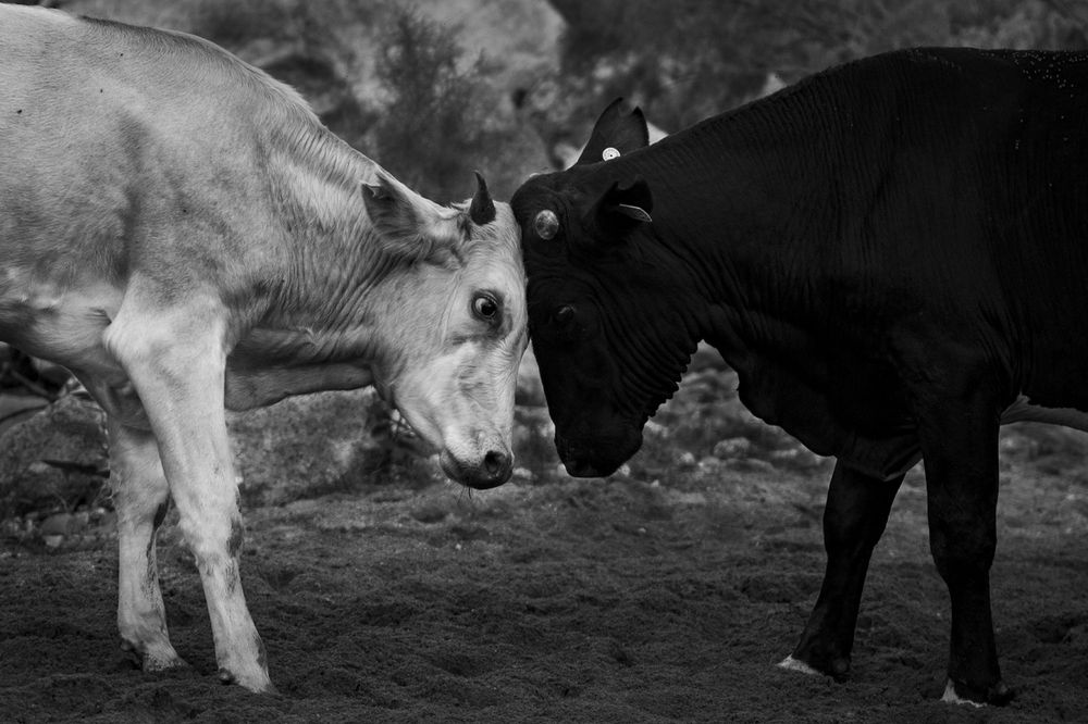 Photograph by Noe Castro