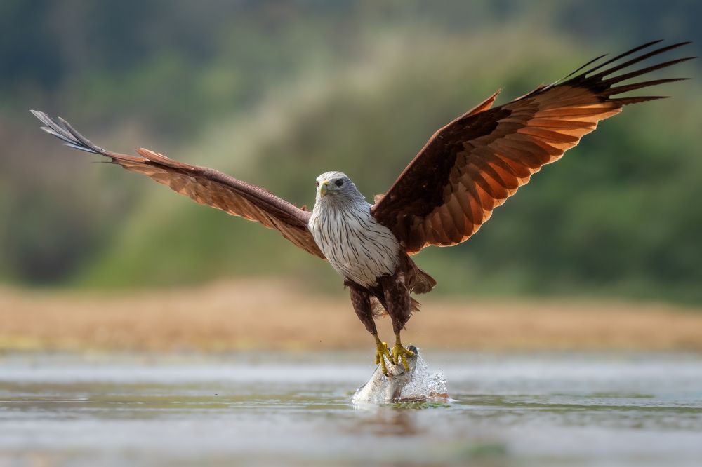 Photograph by Arnold judson Samuel