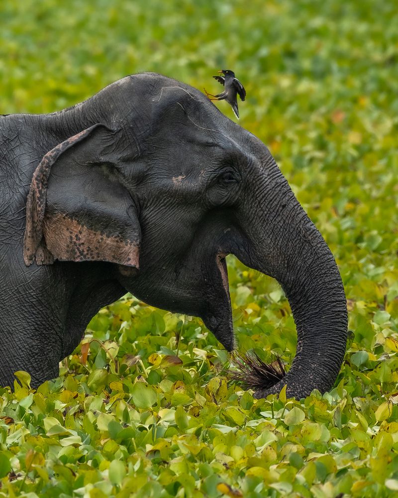 Photograph by Arnold judson Samuel