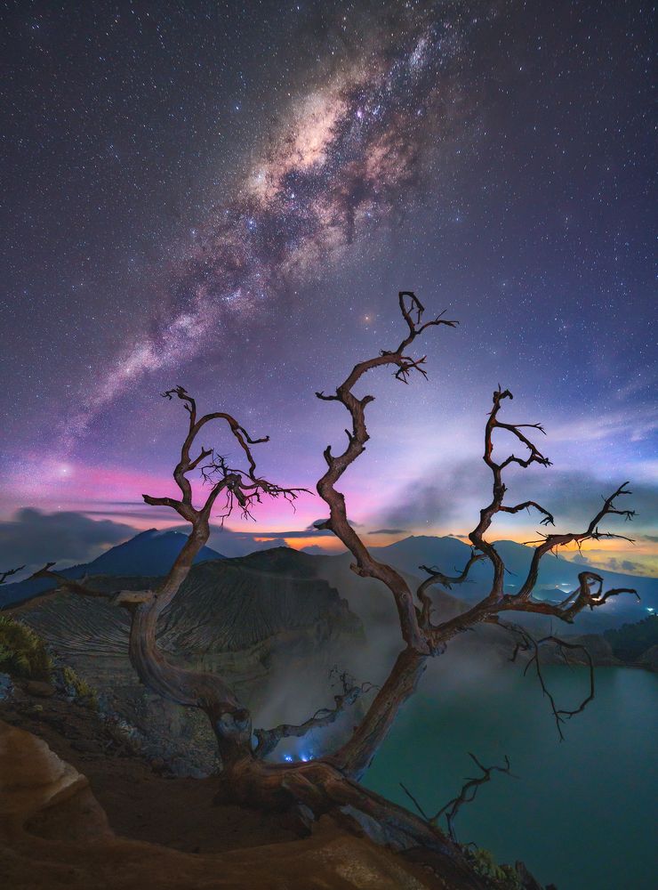 The Jealous of The Tree