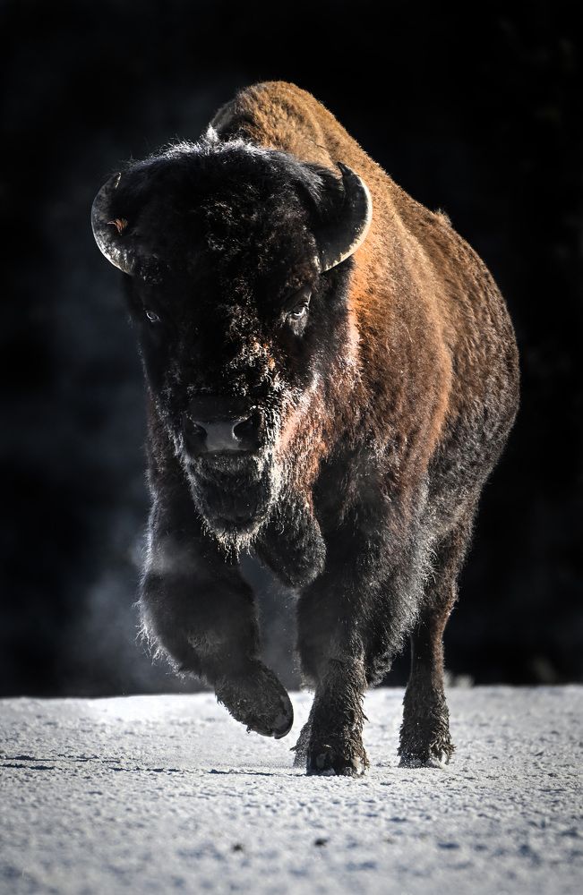 Photograph by Jorn Vangoidtsenhoven