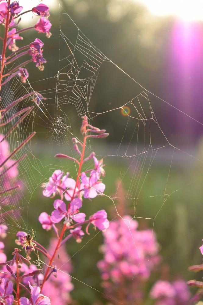 Паутина на Иван-чае