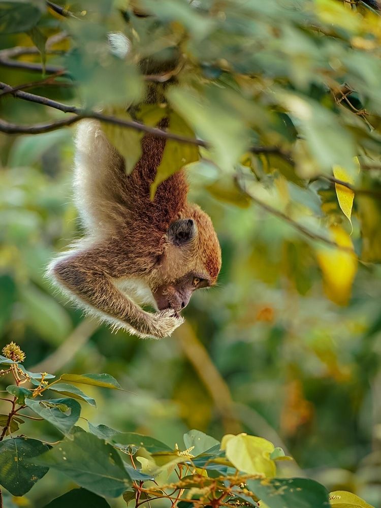 Beyond Cleanliness: The Transformative Power of Grooming in Monkey Societies
