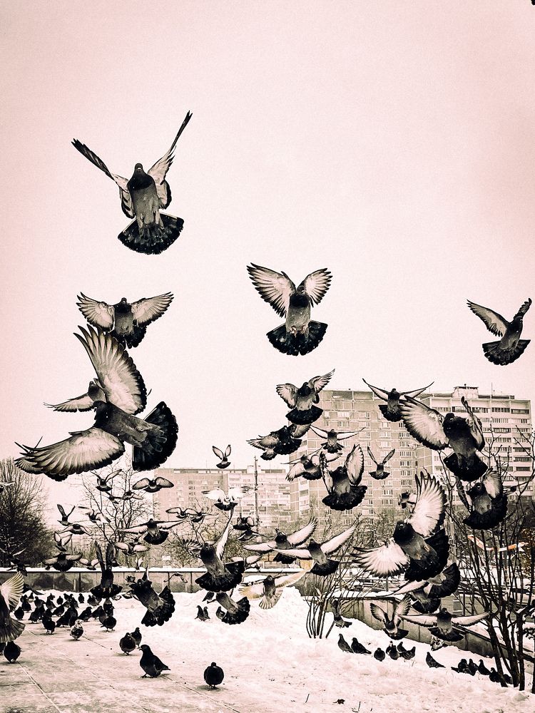 Photograph by Татьяна Санеева