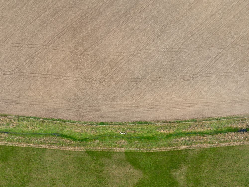Sheep and Fields - A Bird's Eye View of a Farm