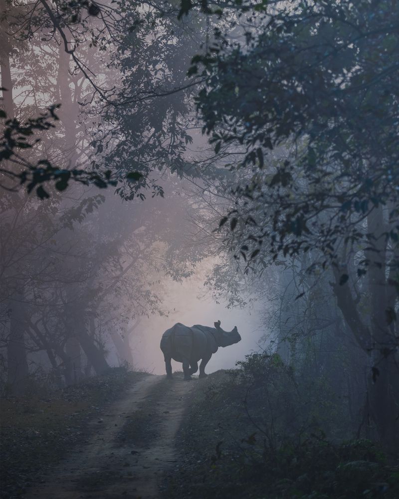 One horned rhinoceros