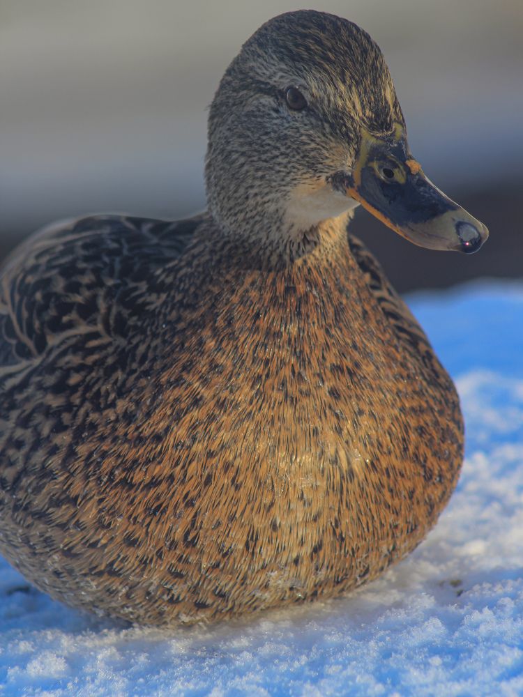 Photograph by Юркин Егор