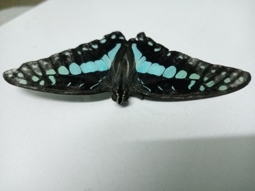 Photograph by Khushi