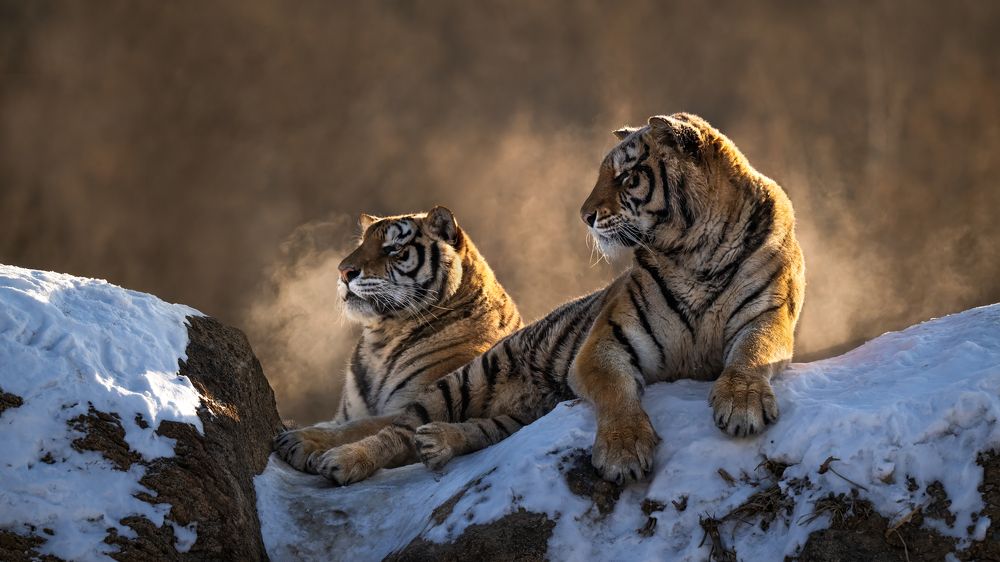 Морозное утро