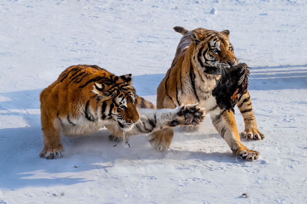 Photograph by Николай Мозгунов