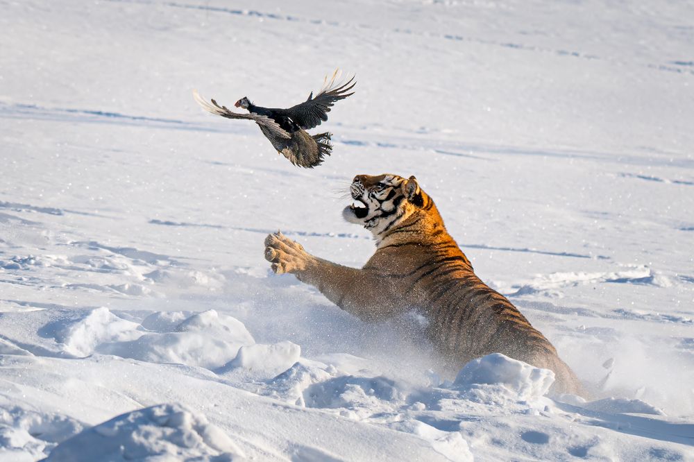 Photograph by Николай Мозгунов