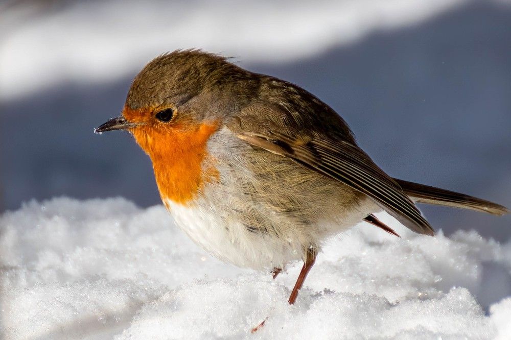 Photograph by Gregor Kobilica