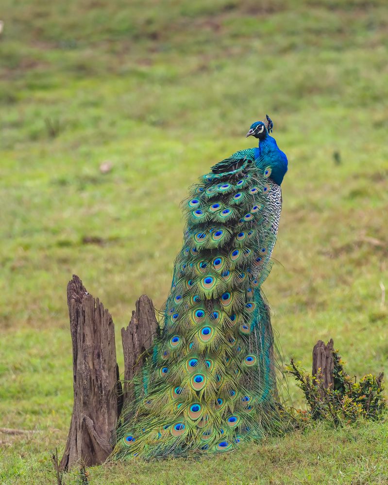 Photograph by Venkat Mangudi