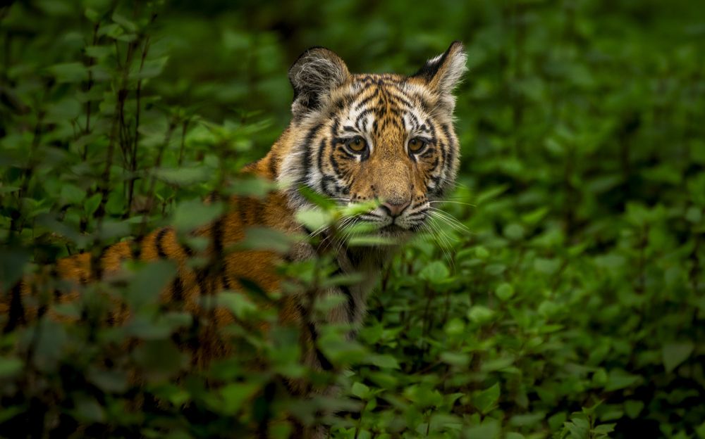 Photograph by Harsha Devalla