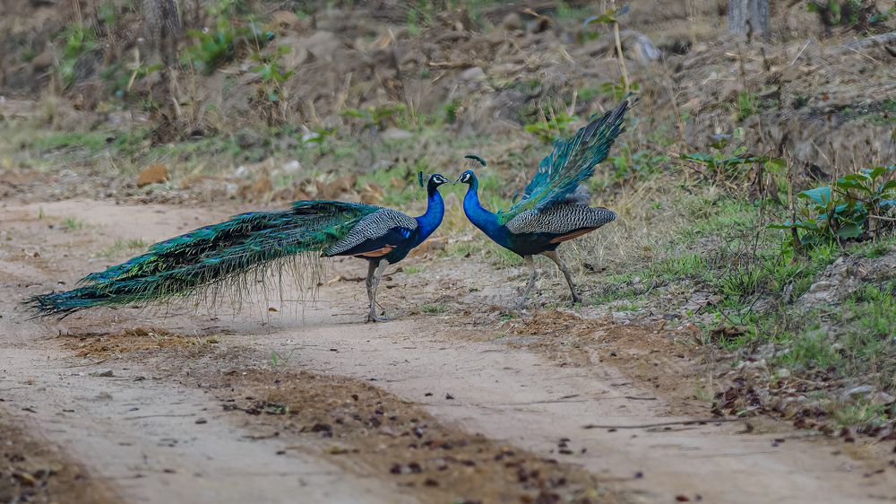 Photograph by Venkat Mangudi